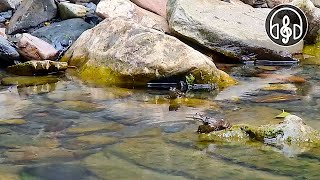 A croaking frog in the river Sounds of nature Video in 4K [upl. by Onfroi]