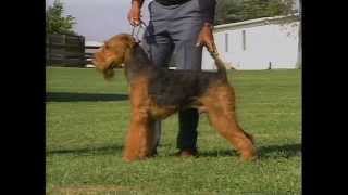 Airedale Terrier  AKC Dog Breed Series [upl. by Iglesias]