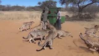 Harnas Cheetah Feeding Frenzy [upl. by Spencer856]