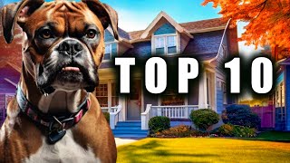 🐾 Descubre a los 10 Perros Más Valientes 🦸‍♂️ [upl. by Geminian426]