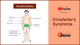 Klinefelters Syndrome Explained Genetics Characteristics and Complications [upl. by Ebbie]