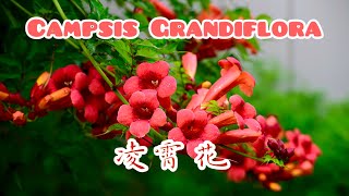 Campsis Grandiflora Toronto Canada 凌霄花 [upl. by Westfall]