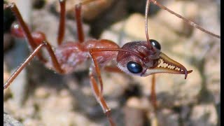 les fourmis tueuses  documentaire [upl. by Retrop]