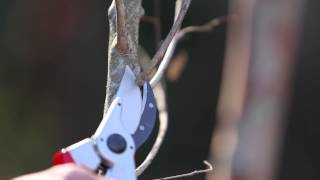 How to Prune Crape Myrtlescorrectly [upl. by Hplar]