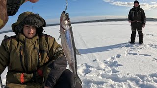 ОТЛИЧНЫЙ КЛЕВ КРУПНОЙ КОРЮШКИ НА ДАМБЕ  WINTER FISHING [upl. by Amzaj]