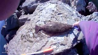 Spring at the Alameda Rock Wall Halibut fishing [upl. by Dlaner]