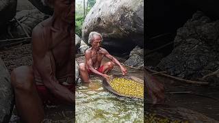 Traditional gold miners found a lot of gold in under large rocks shorts [upl. by Hgielyak]