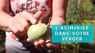 LASIMINIER cet ARBRE FRUITIER va vous étonner  recette du sorbet [upl. by Rese]