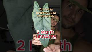 alocasia Heterophylla Corazon 2 Month Update heterophylla [upl. by Wilmette695]