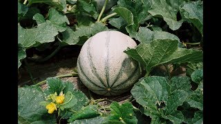 Le melon  culture semis plantation taille entretien et récolte [upl. by Duax255]