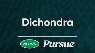 Introduction to Scotts® Pursue™ Dichondra Grass Seed [upl. by Airtina]