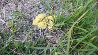 Dogs Vomit Slime Mould [upl. by Anyah]