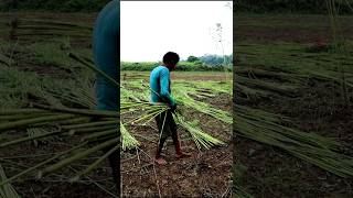 Jute weaving is the village work jute shortsvideo [upl. by Aicad]