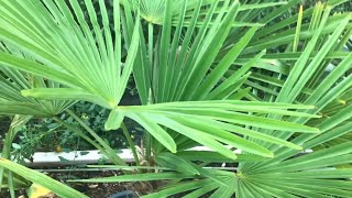 Trachycarpus Fortunei update [upl. by Ruiz]