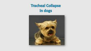 Tracheal collapse in dogs  Causes Clinical signs symptoms Diagnosis Treatment Prognosis [upl. by Drapehs]