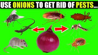 How To Use ONIONS Get Rid of Pests Rats Flies Lice Bugs Lizards Mosquitoes Cockroaches Learning Hub [upl. by Antonin103]