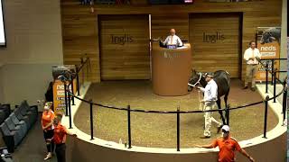 2022 Yearling Sales  Melbourne [upl. by Ttocs]