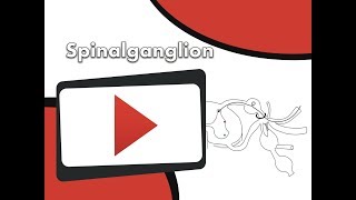 Spinalganglion clipdocsde [upl. by Cindelyn]