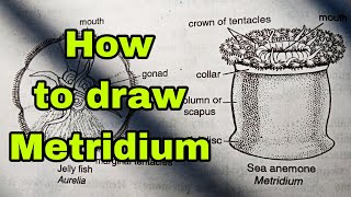 How to draw Metridiummetridiumdiagrammetridiumdrawingbiology [upl. by Butch]