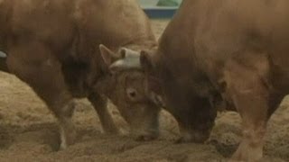 Bull fights another bull in South Korean bullfight [upl. by Sonstrom914]