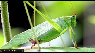 Understanding Insect Sounds Natures Orchestra [upl. by Neeloc]