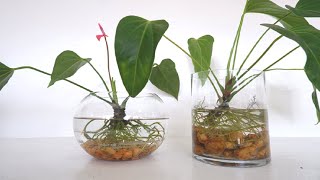 How to Grow and Care Anthurium Plants in Water Anthurium in Glass Vase Decor [upl. by Ahmar166]