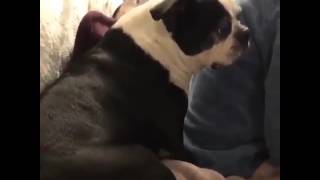 DOG SCREAMS AFTER FART [upl. by Shevlo]