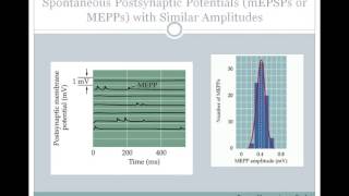 SJSU Neurophysiology  Lecture 7  Synaptic Integration [upl. by Mandy660]