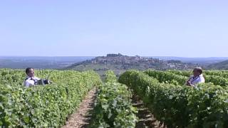 Vendanges en Sancerrois par l Orchestre Dominique et Stéphanie FLOQUET [upl. by Mcnamara]