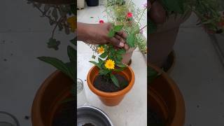 How to Grow Wedelia Plant  Creeping Daisy  Singapore daisy🌼 shorts gardening garden reels [upl. by Ynohta]