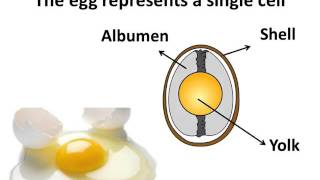 Biology  Cell introduction its size type and function  English [upl. by Blinni]