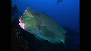 Green Humphead Parrotfish From Nature Rules 1 [upl. by Dagall]