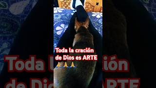 ARTE SI ARTE🙏🙏🙏🙌❤️DOGDOGLOVERLOVEDOGSHORTSPERRITOSARTEADOPTARESCATAAMORCHIHUAHUA [upl. by Kellyann]