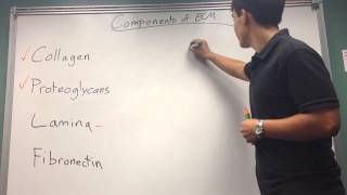 Components of ECM [upl. by Greenman]