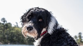 Choosing the Right Water Dog For You The Difference Between Portuguese and Spanish Water Dogs [upl. by Olvan619]