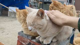 Petting a Cute Light Brown Colored Cat in Muzuki Island 🏝️🐈✨ [upl. by Oigile]