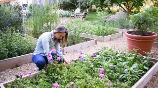 How to Grow Anemones  Soaking Presprouting Planting Harvesting and Storing Anemone Corms [upl. by Darbie489]