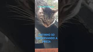 Gatinho Obeservando Preza [upl. by Alemac]