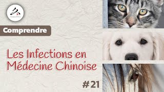 21 Otite HotSpot ou Infection Urinaire chez le Chien Comment agir naturellement [upl. by Lyred]