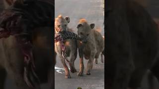 HYENA FIGHTING FOR FOOD🔥🔥🔥shortsfeed shortsvideo viralvideo wildlife animls shorts youtube [upl. by Eirrol196]