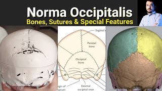 norma occipitalis of skull anatomy  Bones sutures and special features Head amp Neck Anatomy [upl. by Benioff]