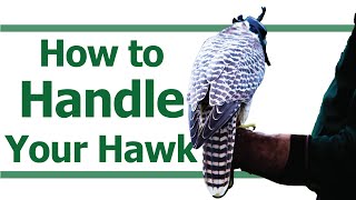 HOW TO HANDLE YOUR HAWK  How to walk with your hawk  How to pick up your hawk [upl. by Roseanna597]