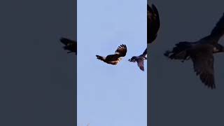 Falcon vs Owl Viral Fight 😮falcons [upl. by Daley]