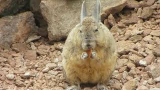 dont disturb the viscacha eating [upl. by Concoff]