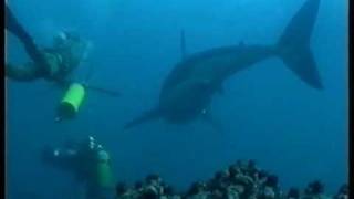 Divingswimming with Great White Sharks Filmed for the First time Carcharias the Great White 2000 [upl. by Yahs132]