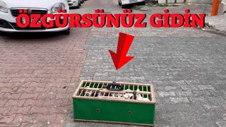 Tüm Kuşları Salmaya Koyup Dışardan Attım  Özgürsünüz Gidin [upl. by Hnil]