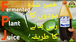 How to Make Fermented Plant Juice Aloe Vera FPJ  Korean Natural Farming KNF [upl. by Aserehs978]