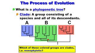 Macroevolution  Phylogenetic Tree  Clade  Monophyletic  Paraphyletic  Polyphyletic [upl. by Tali]