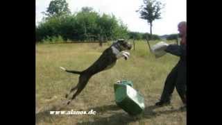 Presa Canario  Dogo Canario spanische Dogge Working Protection IPO Schutzhund Training [upl. by Cornia602]