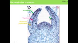 Aula 4 Botânica III  Diferenciação celular Meristemas no desenvolvimento vegetal [upl. by Ettenel]